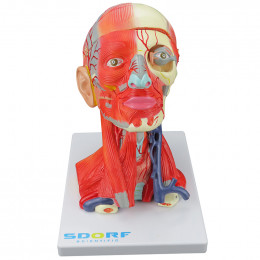 Cabeça e Pescoço Musculados em 10 Partes