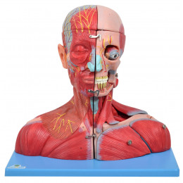 Cabeça, Pescoço C/ Parte do Tronco Musculados e Cérebro