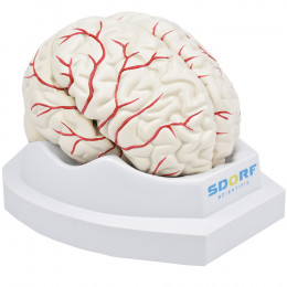 Cérebro em Tamanho Natural em 8 Partes c/ Artérias