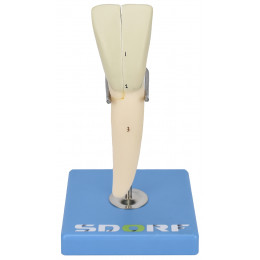 Dente Incisivo Inferior em 2 Partes, 8x o Tamanho Real Aprox.