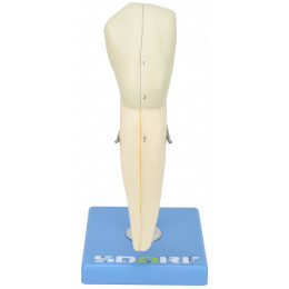 Dente Canino Inferior em 2 Partes, 8x o Tamanho Real Aprox.