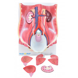 Sistema Urinário Dual Sexo em 6 Partes