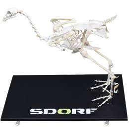 Esqueleto Natural Articulado de Galinha (Gallus Gallus Domesticus)