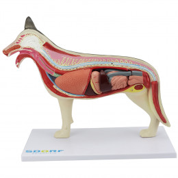 Anatomia do Cachorro em 10 Partes