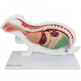 Anatomia do Coelho em 9 Partes