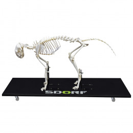 Esqueleto Natural de Gato Articulado (Felis Catus)
