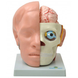 Cabeça em 10 Partes C/ Cérebro