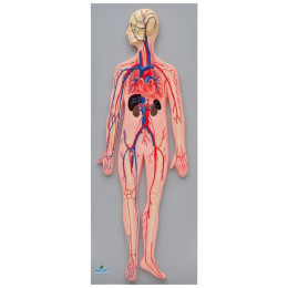 Sistema Circulatório Sanguíneo