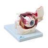 Modelo anatômico de olho em órbita, confeccionado em PVC, acrílico e resina plástica emborrachada, ajuda no aprendizado das estruturas externas e internas presentes no olho;