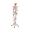 Esqueleto Humano Padrão de 1.70 cm com Articulações e Inserções Musculares com Haste com Suporte e Rodas