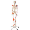 Esqueleto Humano Padrão de 1.70 cm com Articulações e Inserções Musculares com Haste com Suporte e Rodas