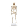 Esqueleto Humano de 85 cm com Haste e Suporte