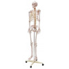 Esqueleto Humano Padrão de 170cm com Haste com suporte e rodas