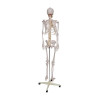 Esqueleto Humano Padrão de 170cm com Haste com suporte e rodas