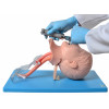 Simulador de Intubação Avançado Infantil