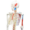 Esqueleto Humano 1,70 m  c/ Origens e Inserções Musculares e Haste C/ Suporte e Rodas