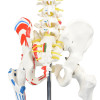 Esqueleto Humano 1,70 m  c/ Origens e Inserções Musculares e Haste C/ Suporte e Rodas