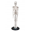 Esqueleto Humano de 45 cm C/ Suporte