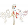 Esqueleto Humano Desarticulado c/ Origens e Inserções Musculares