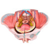 Esqueleto Pélvico Feminino com Sistema Reprodutivo em 4 Partes