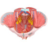 Esqueleto Pélvico Feminino com Sistema Reprodutivo em 4 Partes