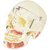 Crânio Humano Adulto c/ Mandíbula, Vasos e Nervos em 10 partes