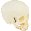 Crânio Humano Infantil c/ Mandíbula, Vasos e Nervos em 2 partes