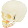 Crânio Humano Infantil c/ Mandíbula, Vasos e Nervos em 2 partes
