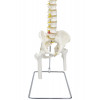 Coluna Vertebral em Tamanho Natural Flexível com Pélvis e Fêmur