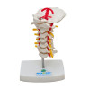 Coluna Vertebral Cervical