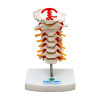 Coluna Vertebral Cervical