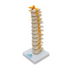 Coluna Vertebral Torácica