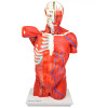 Torso Bissexual Muscular de 94cm c/ 27 Partes c/ Base de Madeira