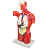 Torso Bissexual Muscular de 94cm c/ 27 Partes c/ Base de Madeira