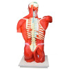 Torso Bissexual Muscular de 94cm c/ 27 Partes c/ Base de Madeira