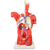 Torso Bissexual Muscular de 94cm c/ 27 Partes c/ Base de Madeira