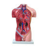 Torso Masculino de 42 cm com 14 Partes