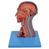 Modelo anatomico Cabeça, Pescoço C/ Parte do Tronco Musculados e Cérebro