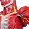 Figura Muscular Assexuada de 1,70 c/ Órgãos Internos em 29 Partes