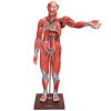 Figura Muscular de 1,70 cm c/ Órgãos Internos em 22 Partes