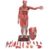 Figura Muscular de 1,70 cm c/ Órgãos Internos em 22 Partes