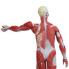 Figura Muscular Assexuada de 80cm c/ Órgãos Internos em 27 Partes
