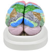 Cérebro Neuro-anatômico colorido em 2 Partes