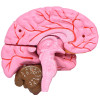 Cérebro com Tamanho Natural em 8 Partes com Artérias