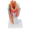 Laringe Humana Ampliada com Cartilagem em 5 partes
