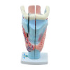 Modelo anatômico de garganta confeccionada em PVC; Este modelo anatômico evidencia as estruturas, proporcionando o entendimento deste órgão;