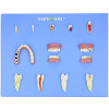  Modelo de Patologias Dentárias c/ 12 Partes em Placa