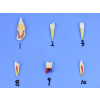 Modelo de Patologias Dentárias c/ 25 Partes em Placa