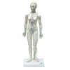 Modelo de Acupuntura Feminino de 50cm