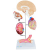 Modelo de Órgãos afetados pela Hipertensão em 8 partes